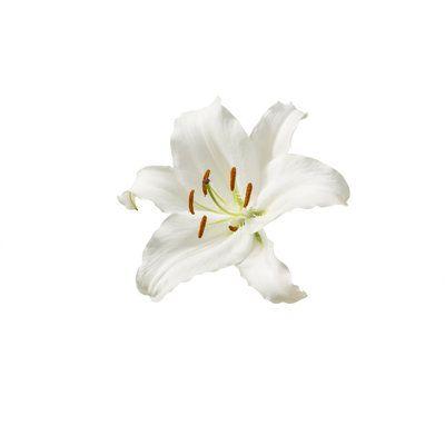 Whispering Meadow: A Pastoral Bloom Ensemble